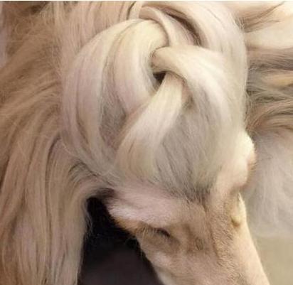 如何训练阿富汗犬趴下？（宠物犬的必备技能，让你的阿富汗犬成为训练达人）