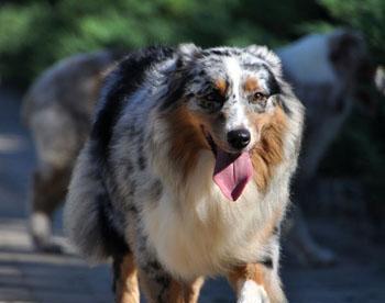 澳大利亚牧羊犬饲养指南（从幼犬到成年犬，打造健康快乐的伙伴生活）