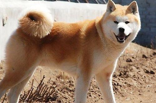 秋田犬——日本国宝级犬种（了解这个傲娇的宠物，分享它的养护和成长）