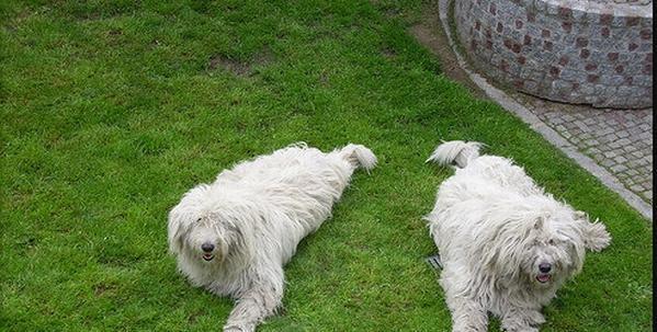 如何让可蒙犬快速适应新食物？