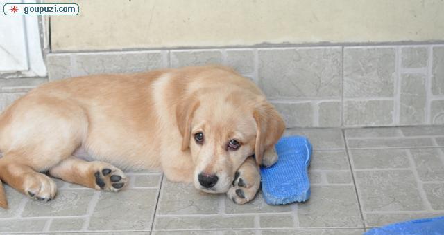 拉布拉多幼犬驱虫指南（宠物健康的必要步骤与注意事项）