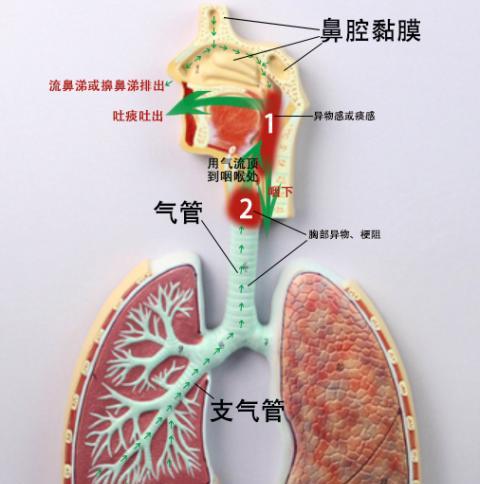 小狗咳出呼噜呼噜声，这是为什么？（探究小狗呼噜呼噜声背后的原因与解决方法）