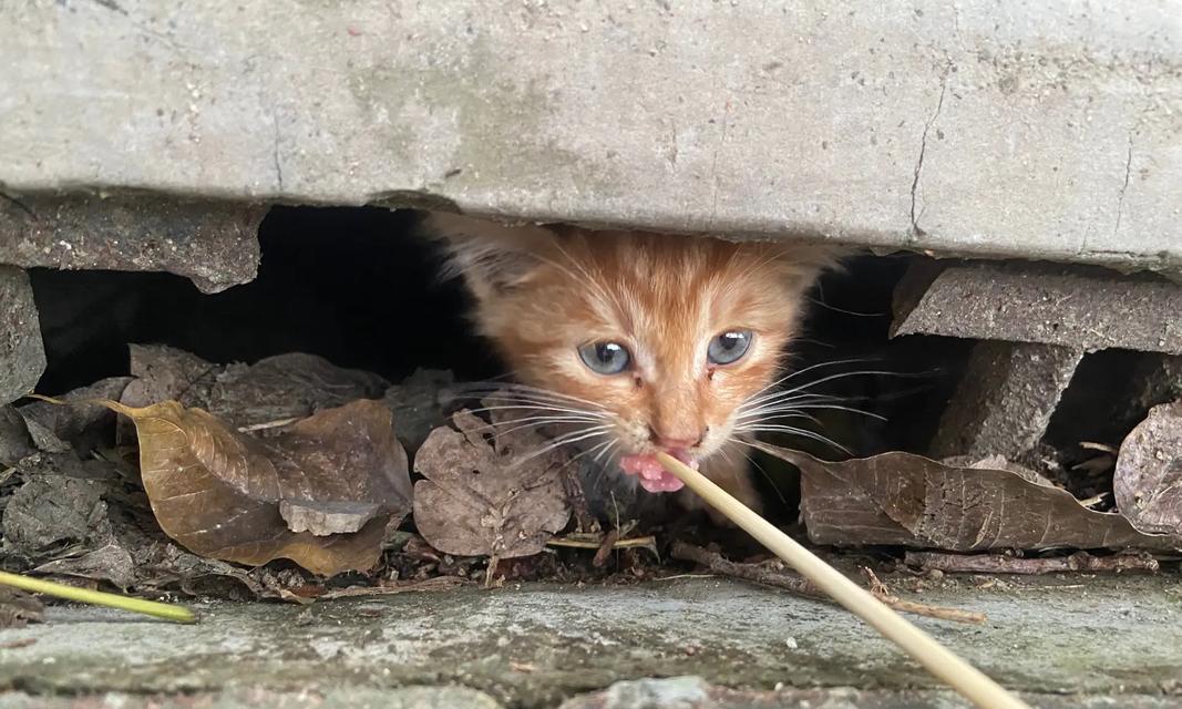 拾回流浪小猫怎么做？（宠物爱好者的必读指南）