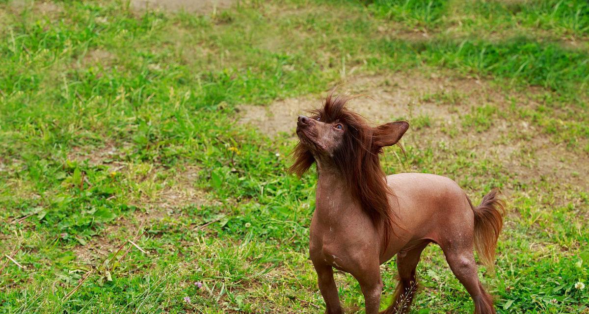 中国冠毛犬的繁殖特点（从宠物角度了解中国冠毛犬的繁殖特点）