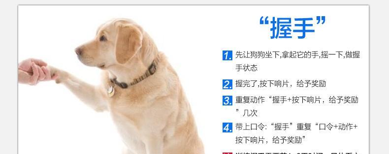 训练柯基犬的秘诀（宠物主人必知的15个关键点）