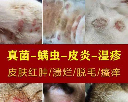 怎么帮助宠物犬缓解湿疹？（治疗湿疹的常见方法和预防措施）