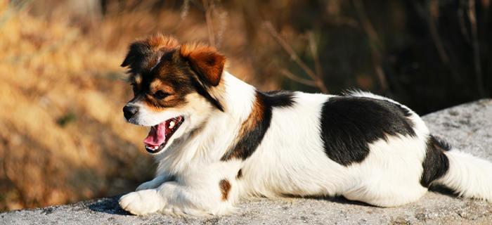 蝴蝶犬突发状况迅速送医（如何正确应对蝴蝶犬紧急情况，保证宠物健康和生命安全）