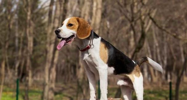 比格犬训练全方位详解（如何加强比格犬的训练）