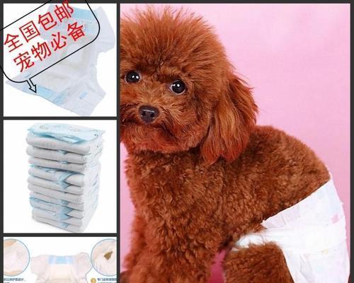 贵宾犬怀孕期间可不可以洗澡？（专家建议、注意事项及替代方案）