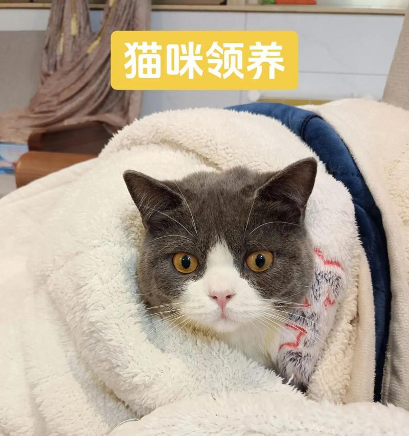 宠爱毛孩，从猫咪首免疫苗开始（保护您的爱宠免受疾病威胁）