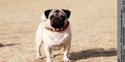 以巴哥犬情绪表达方式解析（了解巴哥犬心情的秘密）