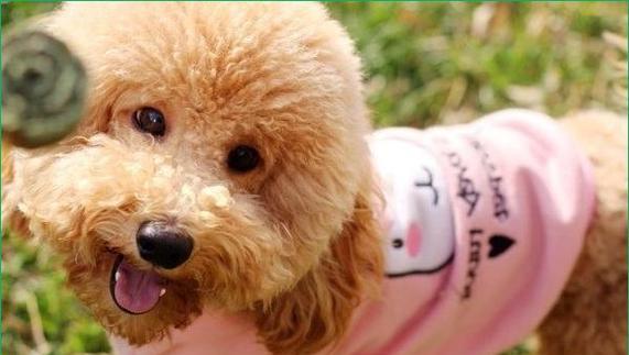 泰迪犬饮食指南（宠物犬营养均衡的饮食规划）