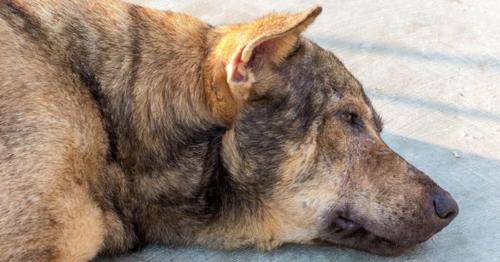 如何预防和处理狗狗狂犬病问题（为您的宠物提供最好的护理方式）