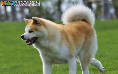 日系秋田犬与美系秋田犬的区别（探寻两种秋田犬的体型、性格、生活习性等差异）