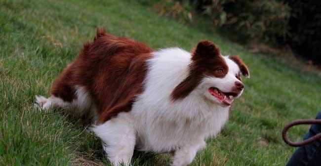 如何减轻边境牧羊犬的异味？（探究异味成因，从宠物饮食和清洁入手）