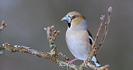 以蜡嘴雀为宠物的饲养方法（养蜡嘴雀，从这些方面开始）