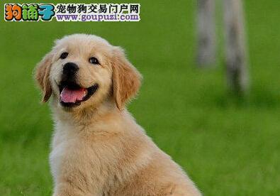 如何区分金毛犬健康与否（从体态、行为、饮食等方面入手，提高饲养质量）