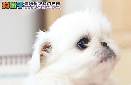 京巴犬的饲养方法（了解京巴犬，让它健康快乐成长）