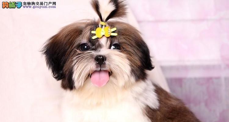 西施犬的饲养方法（做个贴心的“犬”奴，为它们提供舒适的家）