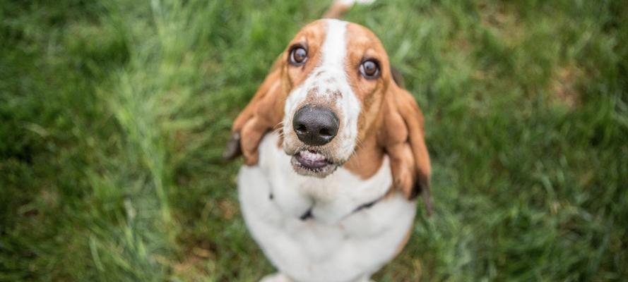 巴吉度猎犬的饲养方法（了解巴吉度猎犬的特点，做好饲养准备）