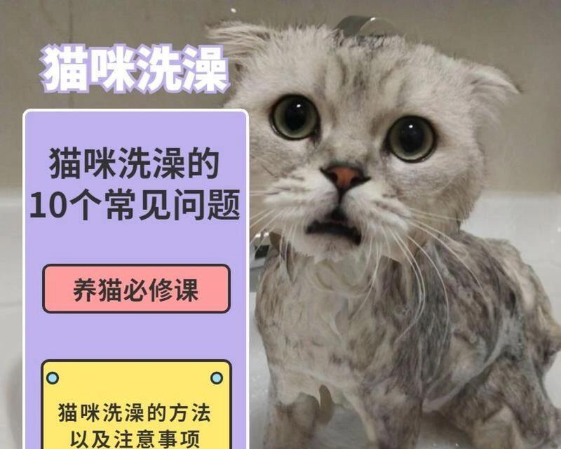 如何为宠物猫猫洗澡（注意事项及步骤详解）