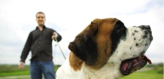 了解你的圣伯纳犬（探索圣伯纳犬的个性、特点和需求，让你成为更好的宠物主人）