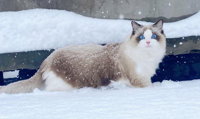 雪中布偶猫的迷人之处（品种特征与饲养技巧）