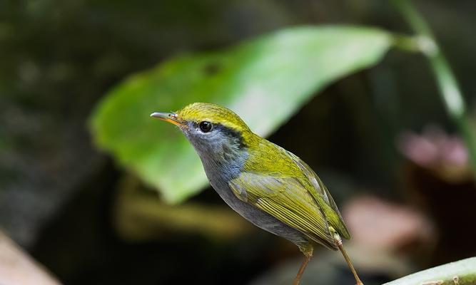 绿尾地莺的饲养方法（打造舒适生活空间，让绿尾地莺健康成长）