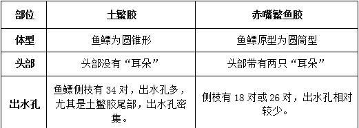 牛头鲷的全面饲养指南（了解牛头鲷的适宜环境和喂食方法，做好全面饲养）