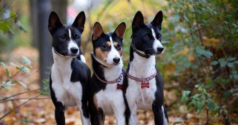 巴仙吉犬的饲养方法（做好养犬前的准备工作，让巴仙吉犬健康快乐成长）