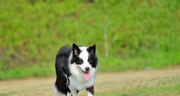 如何训练边境牧羊犬成为优秀宠物？（一步步教你打造忠诚、听话的边牧！）