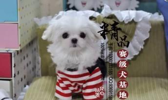 玛尔济斯犬的饲养方法（从幼犬到成年犬，了解一只玛尔济斯犬的饲养全过程）