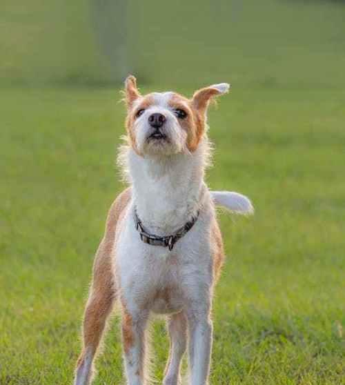 巴仙吉犬的饲养方法（了解巴仙吉犬的特点，掌握饲养技巧）