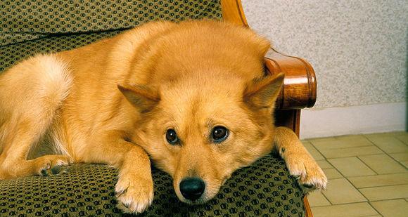 芬兰狐狸犬的饲养方法（打造忠诚好伴侣——关注狐狸犬的生活、健康与训练）