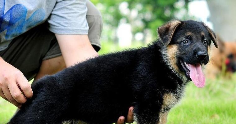 冰岛牧羊犬饲养方法详解（了解这个聪明、勇敢的品种，让你的宠物更健康快乐）