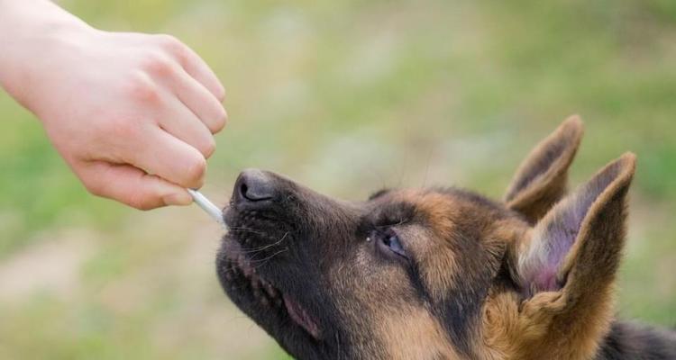 巴色特犬的饲养全指南（如何养好巴色特犬？）