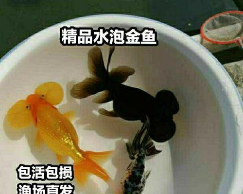 花水泡的饲养方法（打造美丽家居必备，从花水泡开始）