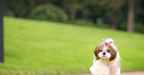 养京巴犬，让生活更有爱（掌握养犬技巧，呵护小生命）