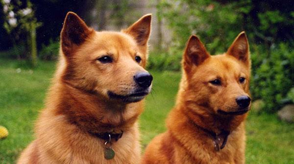 如何正确饲养芬兰狐狸犬（宠物爱好者必备的养狐狸犬指南）