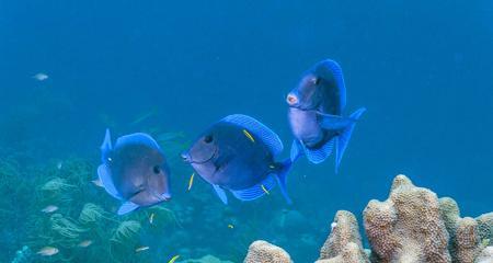 大西洋蓝吊的饲养方法详解（从水族箱到饲料的全面指南）