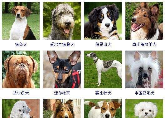 冰岛牧羊犬的饲养方法（掌握这些技巧让你的牧羊犬更健康更快乐）