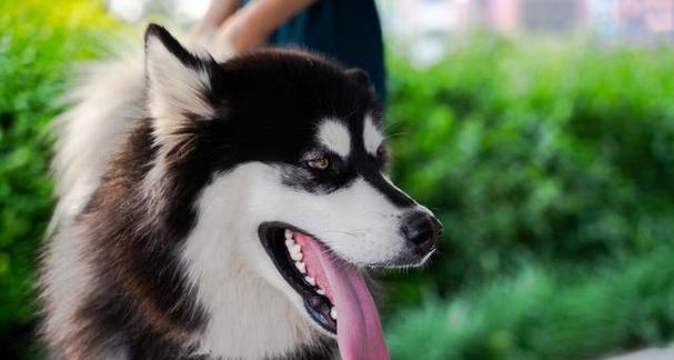 巴色特犬的饲养方法（做好巴色特犬的健康管理）