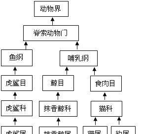 牛头鲷的饲养方法（从选购到养殖，教你打造一条健康快乐的牛头鲷）