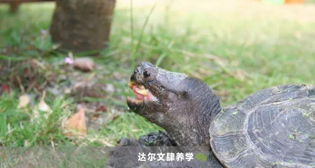 如何正确饲养亚洲巨龟（从饲料到水质，打造舒适的家园）