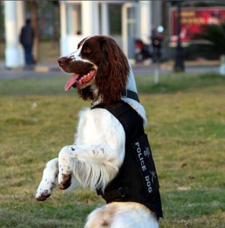 养猎鹬犬的必备知识（以克伦伯猎鹬犬的饲养方法为例）