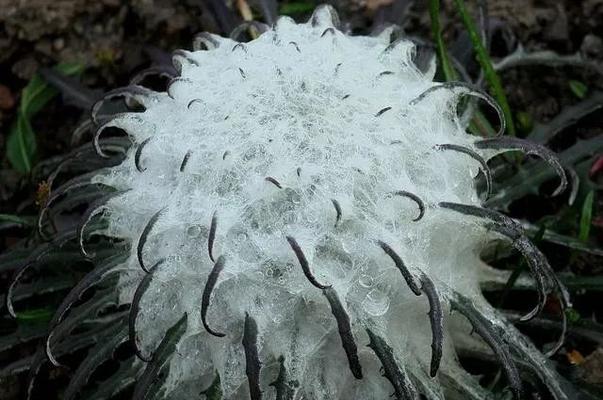 雪兔的饲养方法（了解雪兔，做好饲养）