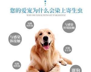 如何给幼犬驱虫（宠物健康从小抓起，给幼犬驱虫要注意的事项）