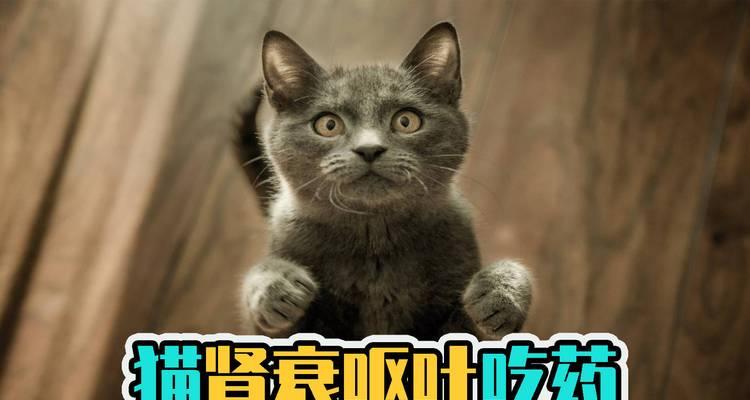 猫咪肾衰竭的液体治疗（选择正确液体，挽救猫咪生命）