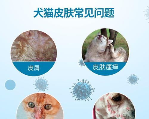 如何用洁尔阴为猫咪做药浴（安全有效的给猫咪做药浴）