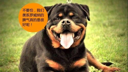 如何养护洛威拿犬？（掌握这些技巧，让你的洛威拿犬健康幸福）